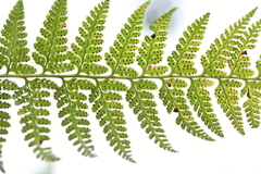 Microlepia speluncae