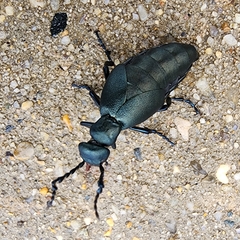 Meloe angusticollis