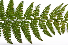 Microlepia speluncae