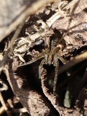 Lycosidae