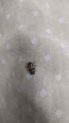 Deois flavopicta