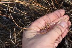 Cyperus lupulinus