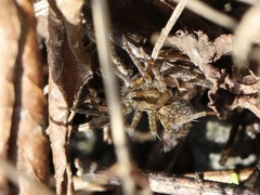 Lycosidae