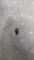 Deois flavopicta