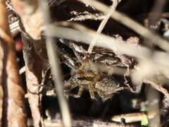 Lycosidae