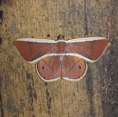 Opisthoxia