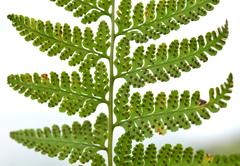 Microlepia speluncae