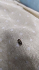 Deois flavopicta