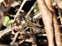 Lycosidae