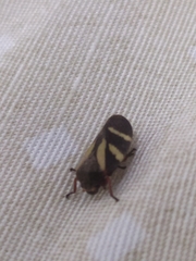 Deois flavopicta