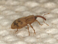 Curculionidae