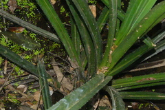 Pentaspadon velutinus