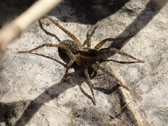 Lycosidae