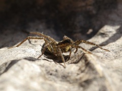 Lycosidae