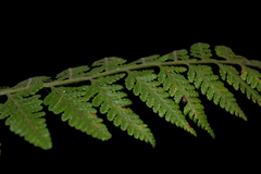 Microlepia speluncae