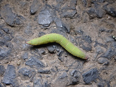 Crypsiphona ocultaria