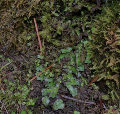 Targionia hypophylla