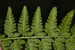 Microlepia speluncae