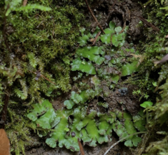 Targionia hypophylla