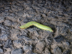 Crypsiphona ocultaria