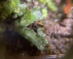 Targionia hypophylla