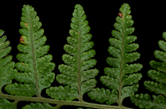 Microlepia speluncae