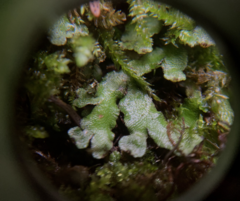 Targionia hypophylla