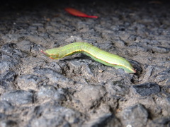 Crypsiphona ocultaria