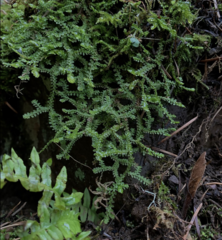 Selaginella douglasii