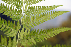 Microlepia speluncae