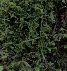 Selaginella douglasii