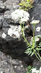 Conioselinum gmelinii