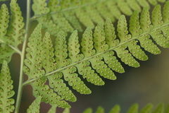 Microlepia speluncae