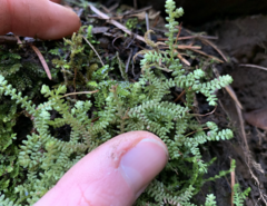 Selaginella douglasii