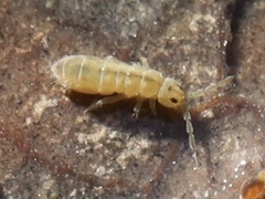Isotomurus