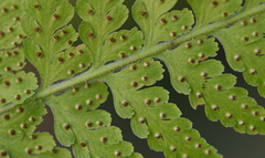 Microlepia speluncae