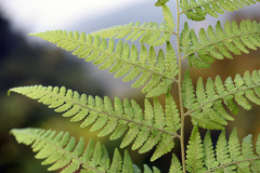 Microlepia speluncae