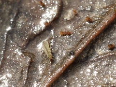 Isotomurus