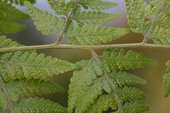 Microlepia speluncae