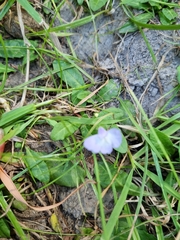 Mazus pumilio