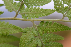 Microlepia speluncae