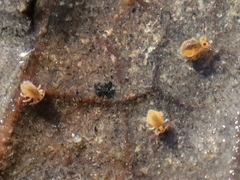 Sminthurides aquaticus