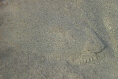 Paralichthys californicus