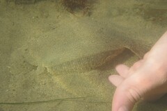 Paralichthys californicus