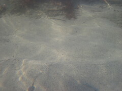 Paralichthys californicus