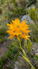 Chloraea nudilabia
