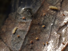 Sminthurides aquaticus