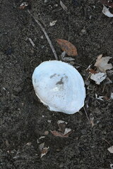 Utterbackiana suborbiculata