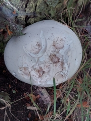 Calvatia