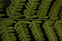 Microlepia speluncae